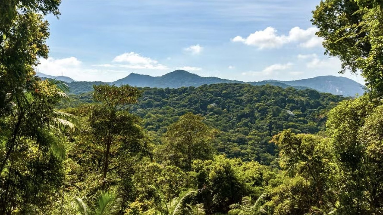Carbono Retido de Biodiversidade - Serviços Ambientais - Crédito da Foto Divulgação